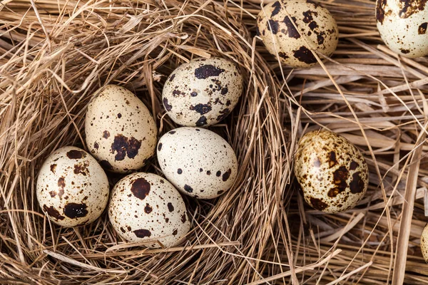 Quail eggs — Stock Photo, Image