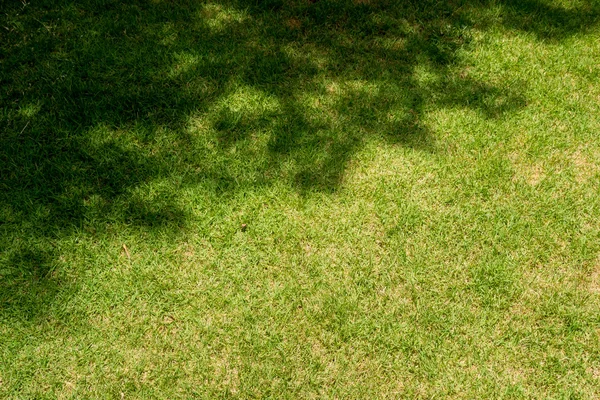 Hierba con sombra de árbol — Foto de Stock
