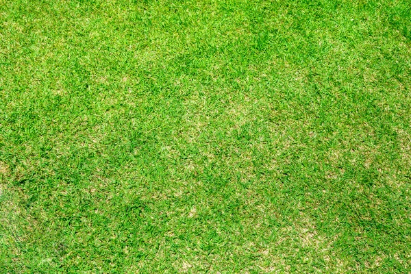 Green grass texture background — Stock Photo, Image