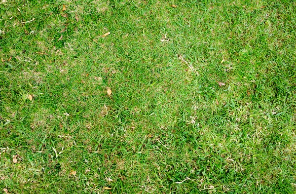 Green grass texture background — Stock Photo, Image