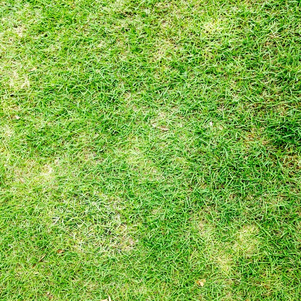Zelená tráva textura pozadí — Stock fotografie