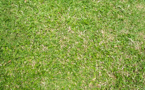 Verde iarba textura fundal — Fotografie, imagine de stoc