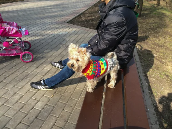 Cane alla moda — Foto Stock