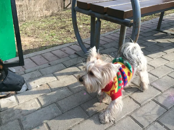 Dog2