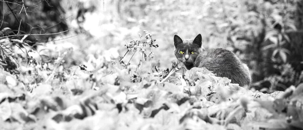 Gato con ojos amarillos — Foto de Stock