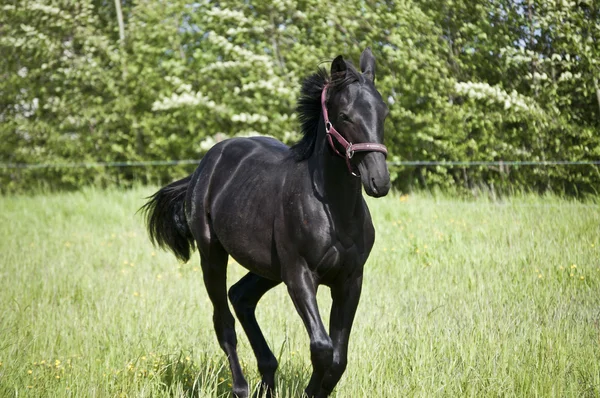 Paard vrijgegeven — Stockfoto