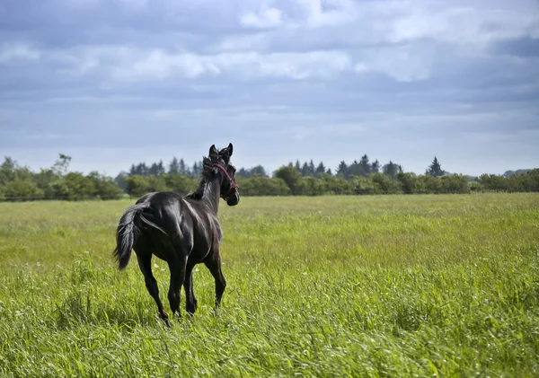 Nueva temporada para el caballo — Foto de Stock