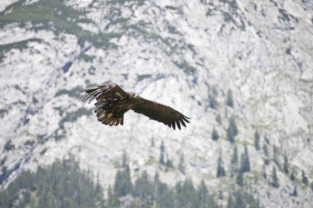 Eagle flying hunting