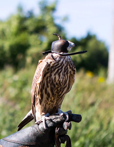 Falcon falconer glove head — Stock Photo, Image