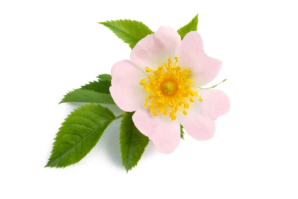 Blom av vild ros isolerad på vit Stockbild