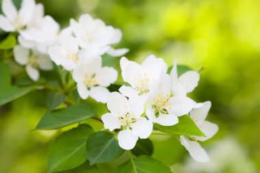 elma ağacı güzel beyaz çiçekler