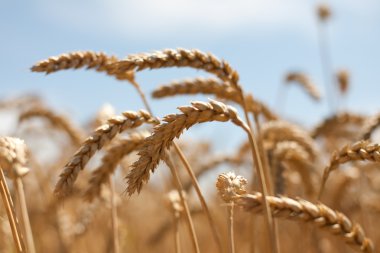 hasat önce kuru buğday kulaklar