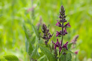 Bitkisel bitki salvia sage