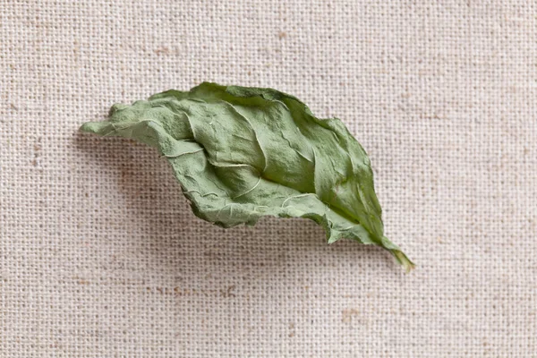 Hoja de menta seca única — Foto de Stock