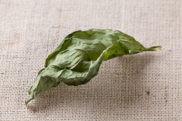 Hoja de menta seca única — Foto de Stock