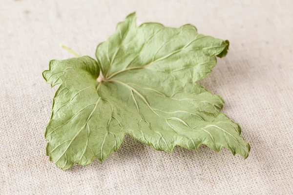 Одиночный сушеный лист смородины — стоковое фото