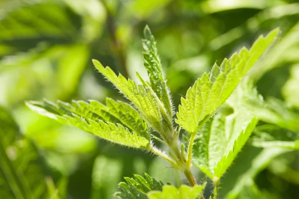 Planta de hierbas ortiga verde — Foto de Stock