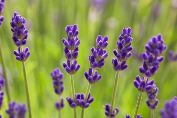 Vista de cerca de flor de lavanda — Foto de Stock