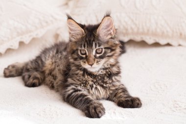 Maine coon kedi yastık arasında