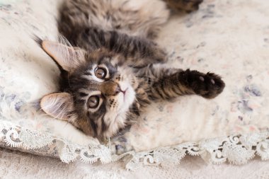 Maine coon kedi yastık arasında