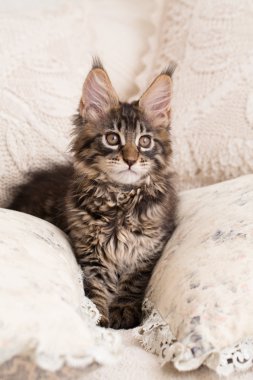 Maine coon kedi yastık arasında