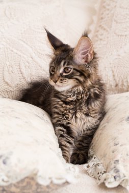 Maine coon kedi yastık arasında