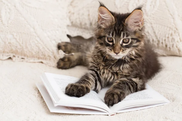 Maine coon kattunge läsa bok Royaltyfria Stockfoton