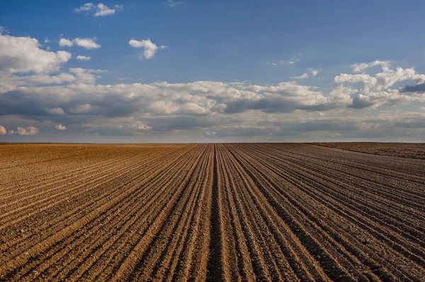 Cereal spring field — Stock Photo, Image