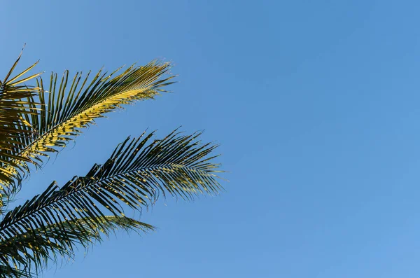 Hindistan cevizi yaprakları mavi gökyüzü arkaplanına karşı boşluklu