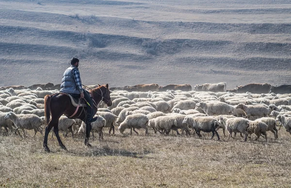 stock image KAKHETI, GEORGIA - NOVEMBER 07: Shepherds with their sheep close to David Gareja in Kakheti, Georgia, on November 07, 2013. Kakheti is the region with the largest number of sheep in the country