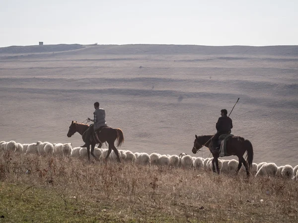 KAKHETI, GEORGIA - NOVEMBER 07: Shepherds with their sheep close to David Gareja in Kakheti, Georgia, on November 07, 2013. Kakheti is the region with the largest number of sheep in the country — Stock Photo, Image