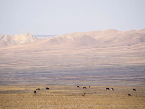 Paisagem da região de Kakheti (perto de David Gareja) Geórgia — Fotografia de Stock