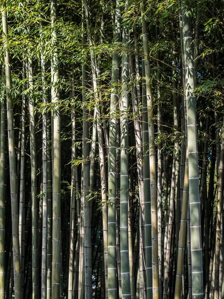 Bambuswald in Batumi, Georgien — Stockfoto