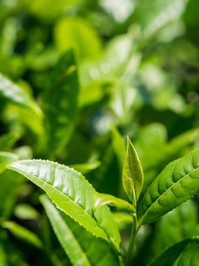 çay bitkisinin çay plantasyon içinde