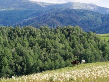at üzerinde bir çayır omalo