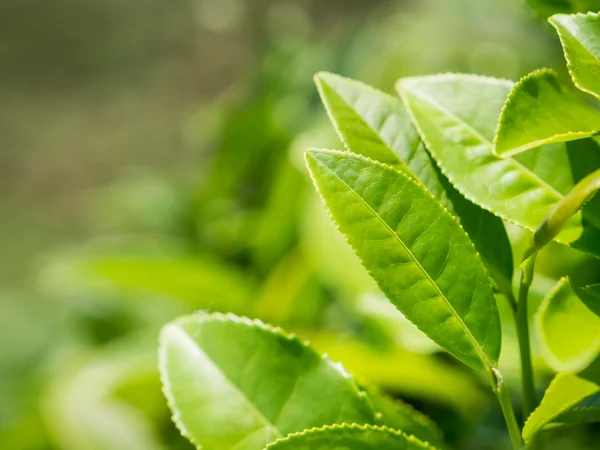 Tea plant in the tea plantation