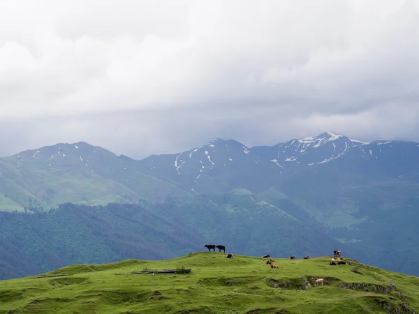 Vacas no Cáucaso mantém — Fotografia de Stock