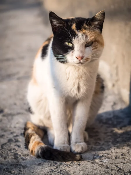 Милая кошка на улице — стоковое фото