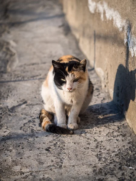 Милая кошка на улице — стоковое фото