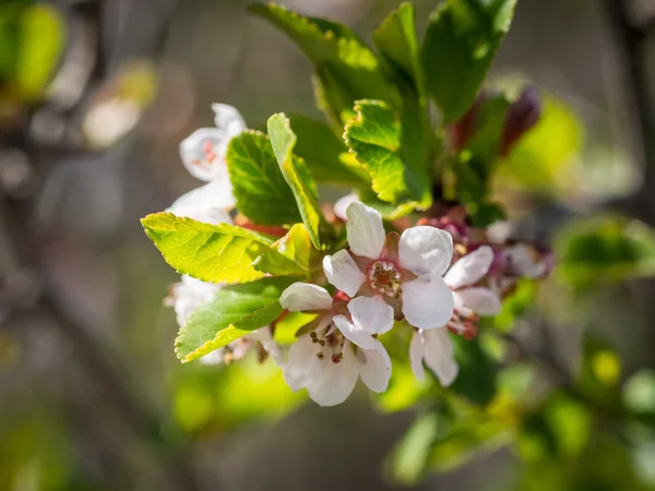 Весняні квіти — стокове фото