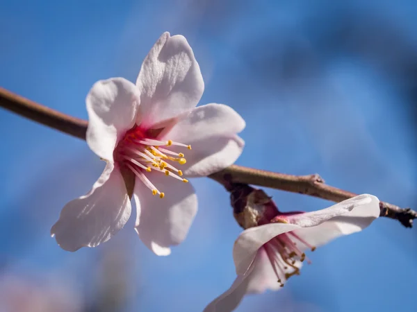 Весняні квіти, у Кахеті, Грузія — стокове фото