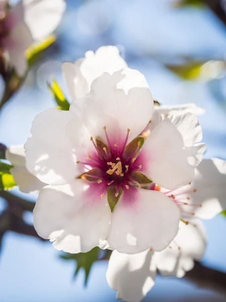 Frühlingsblume — Stockfoto