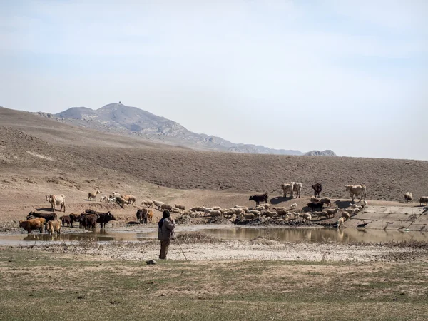 Otlayan inekler — Stok fotoğraf