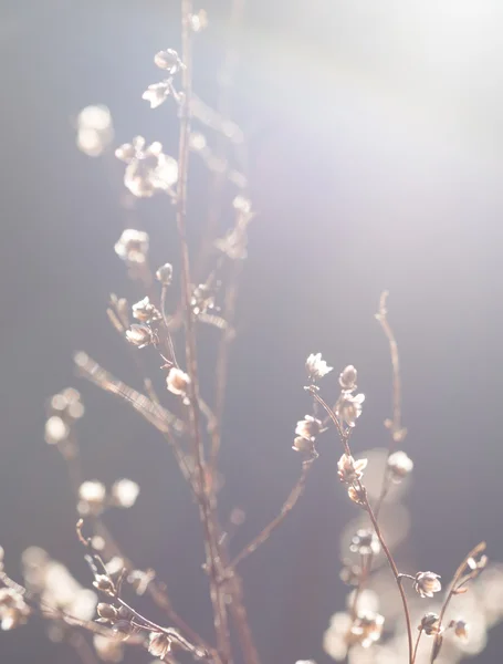 Flores de árvores em Geórgia, Cáucaso — Fotografia de Stock