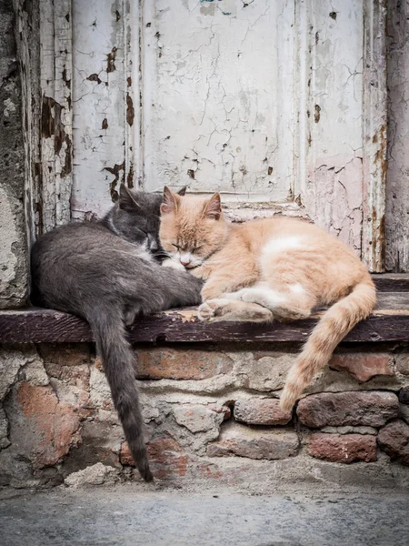 Straßenkatzen — Stockfoto