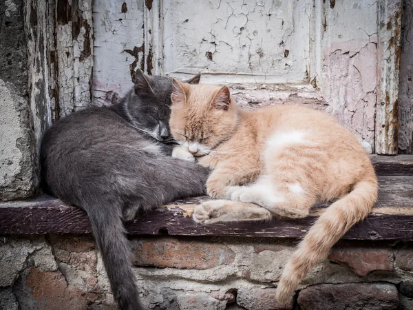 Straßenkatzen — Stockfoto