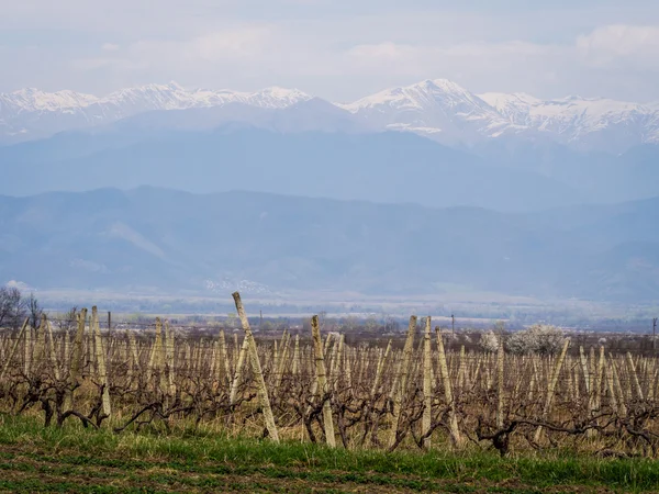 Winnica w kakheti — Zdjęcie stockowe