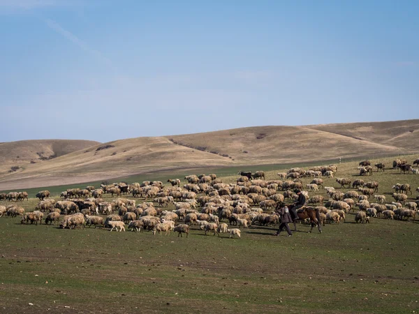 Hirten mit ihren Schafen in der Nähe von David Gareja in Kacheti — Stockfoto