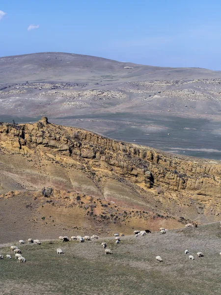 David gareja: kakheti içinde yakın koyun — Stok fotoğraf