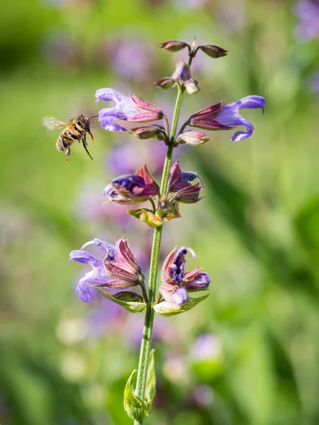 Lavender flowers in Georgia — Stock Photo, Image